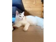 Annonce Donne chatte
