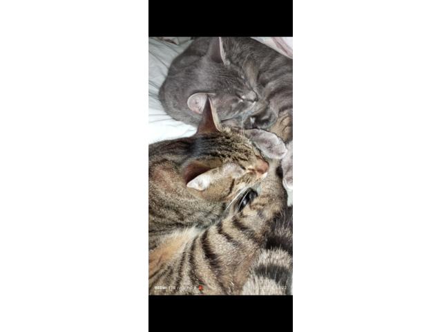 Donne deux chats frères contre bons soins.