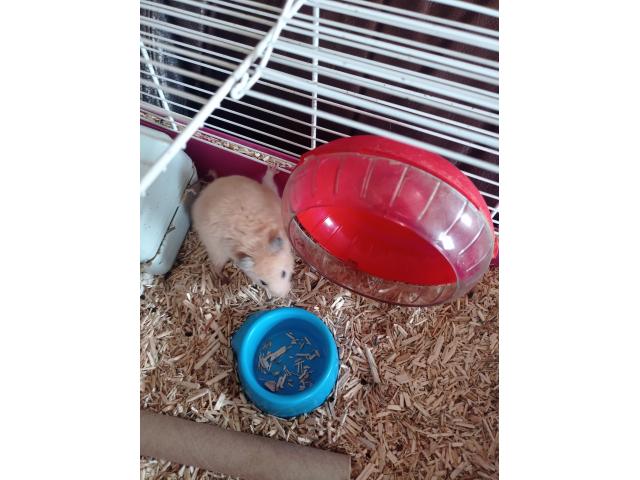 Photo Donne hamster + cage image 1/3