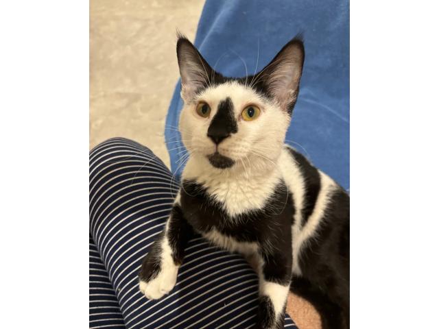 Donne trés beau chat male de 1 an