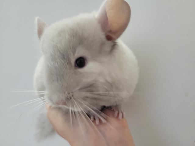 Duo bébé chinchilla chocolat homozygote elevage familial serieux