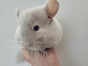 Annonce Duo bébé chinchilla chocolat homozygote elevage familial serieux