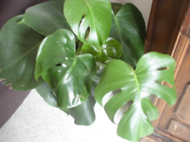 échange plante phylodendron monstera