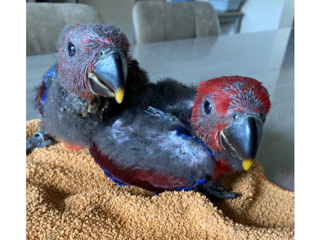 ECLECTUS APPRIVOISER EAM 2025