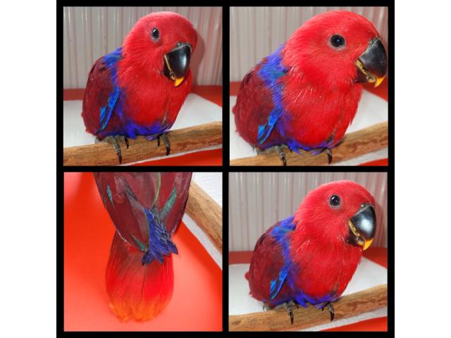 Eclectus femelle EAM ❤️ 9 semaines