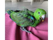 Annonce Ecletus Apprivoiser Eam