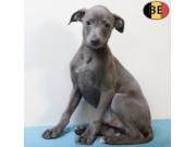 Annonce Elégants chiots Petit Levrier Italien à vendre