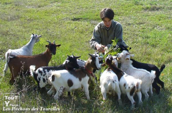 Elevage de chèvres naines et miniatures