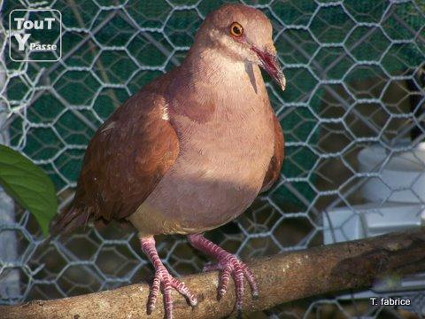 Photo Elevage pigeon colombe et tourterelle image 1/4
