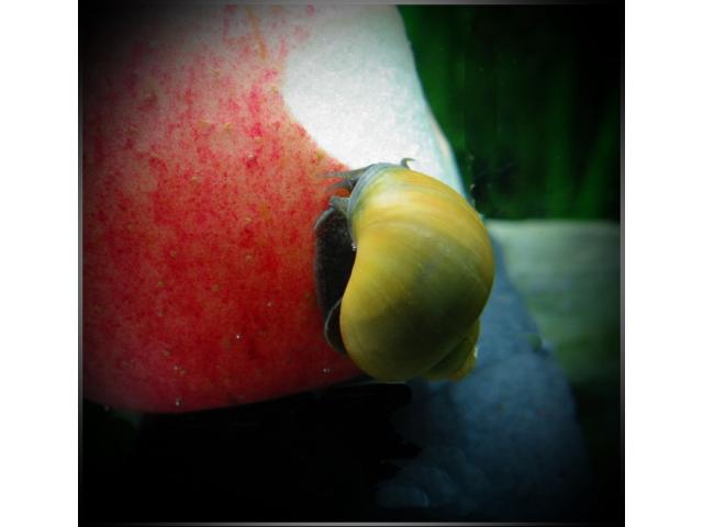 Escargot ampullaire jaune : escargot d'eau douce