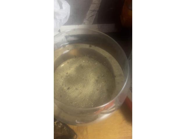 Photo Escargot eau douce image 1/3