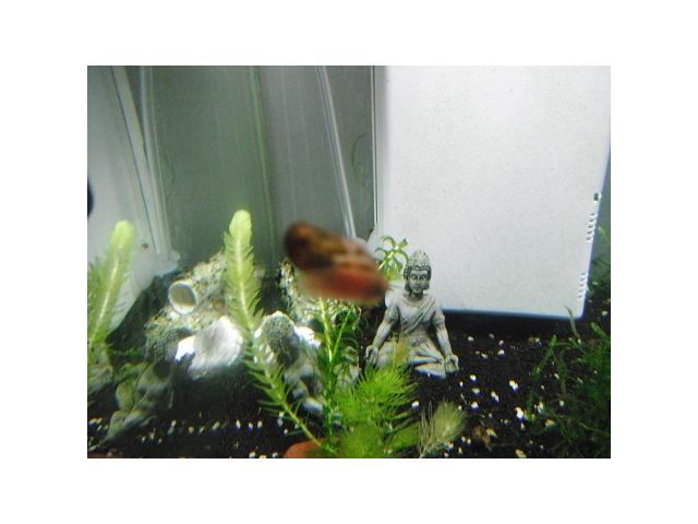 Photo escargots d'aquarium image 1/4