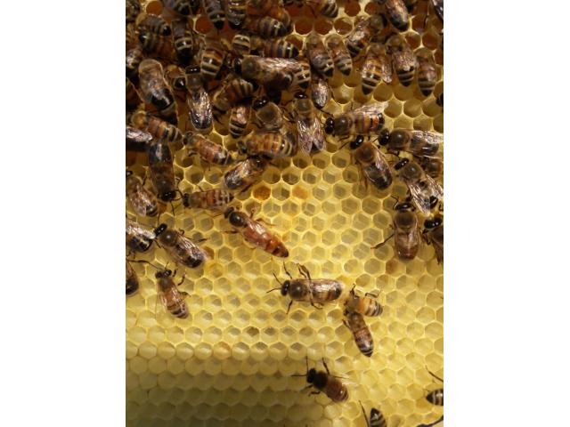 Photo essaim d'abeilles buckfast 2024 image 1/3