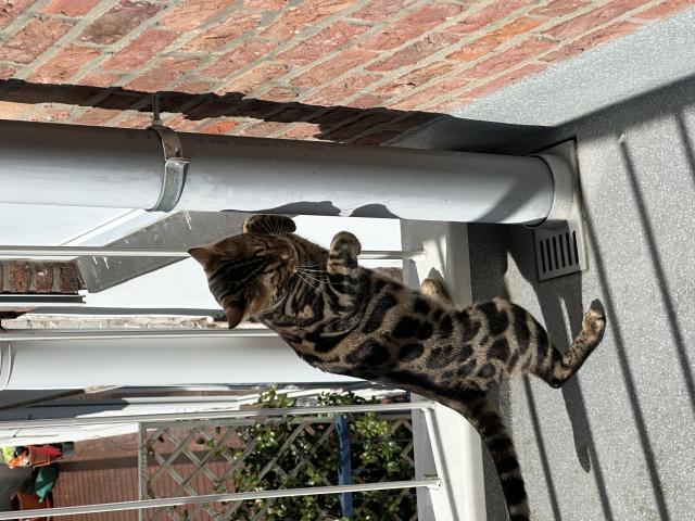 Photo Étalon bengal Loof brown tabby spotted pour saillie image 1/3