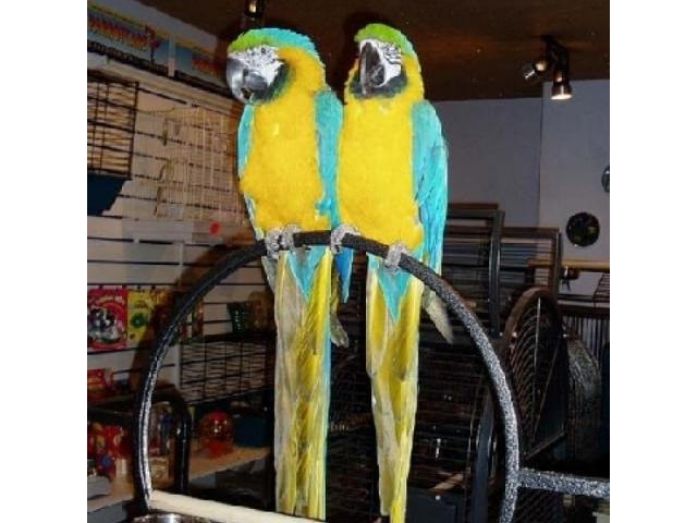Extraordinaire Jeune Couple de Perroquets Aras Eam