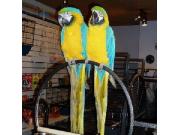 Annonce Extraordinaire Jeune Couple de Perroquets Aras Eam