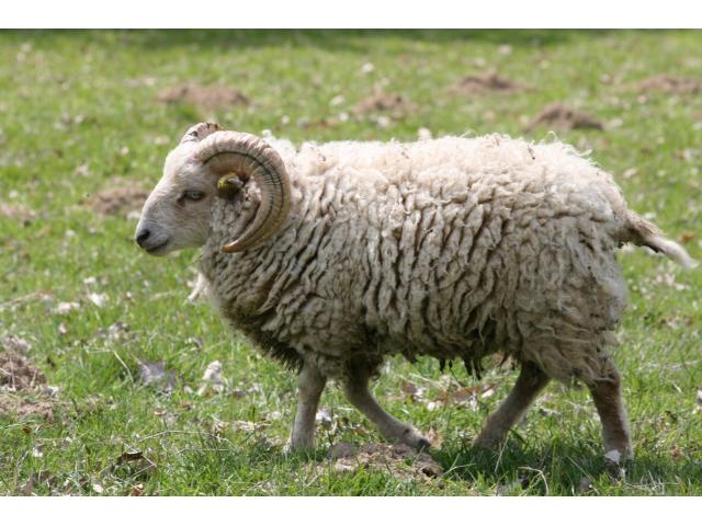 famille de moutons a vendre
