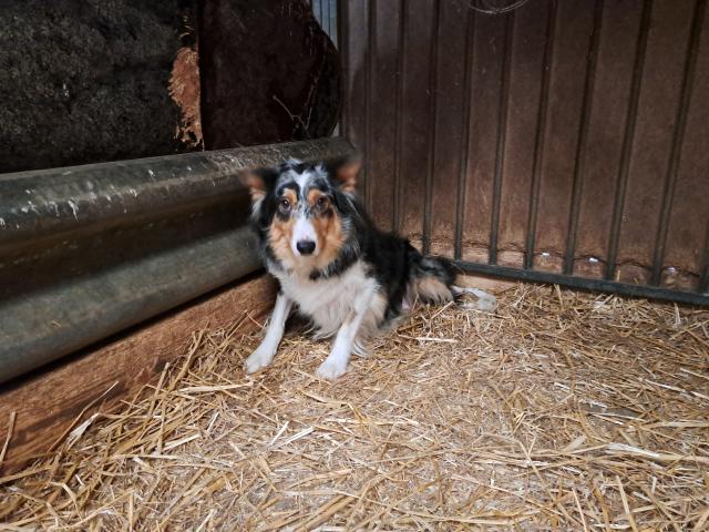 Femelle adulte Border Collie à vendre