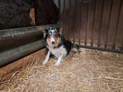 Annonce Femelle adulte Border Collie à vendre