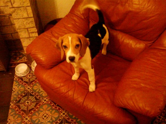 Femelle beagle 3 mois
