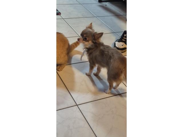 Femelle chihuahua