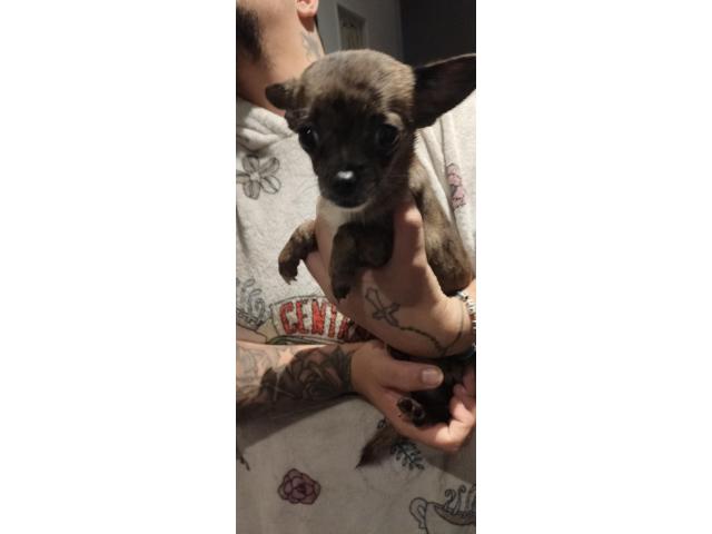 Femelle chihuahua a vendre