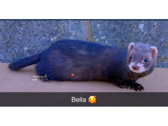 Femelle furets black