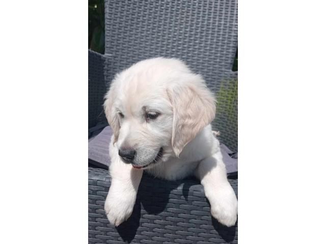 Femelle golden retriever