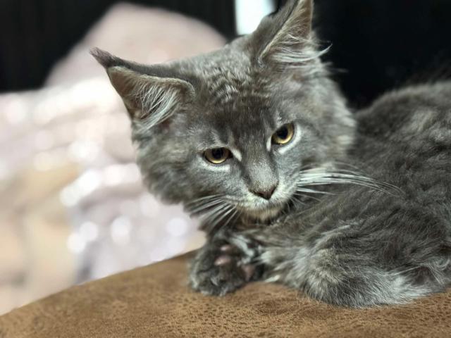 Femelle maine coon