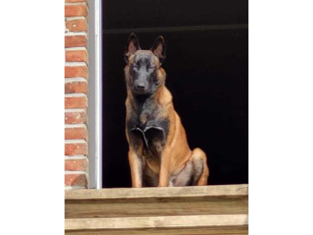 Femelle malinoise avec pedigree