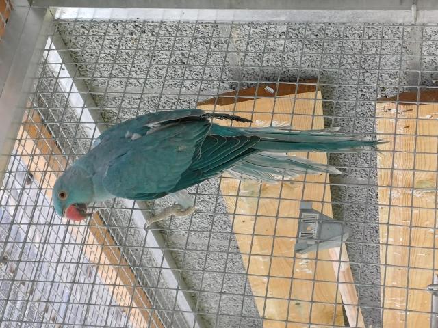 Femelle perruche à collier