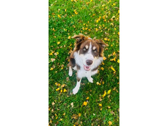 Femelle recherche mâle pour une saillie