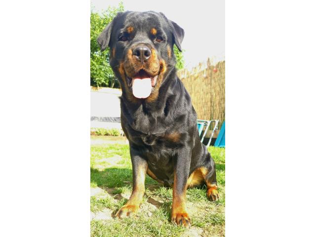Femelle rottweiler