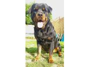Annonce Femelle rottweiler