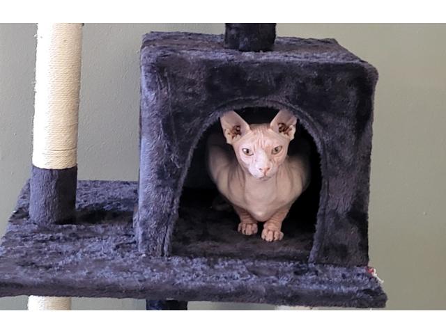 Femelle sphynx