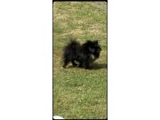 Annonce Femelle spitz noir