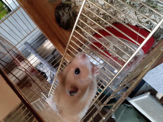 Photo Femelles hamsters. image 1/2