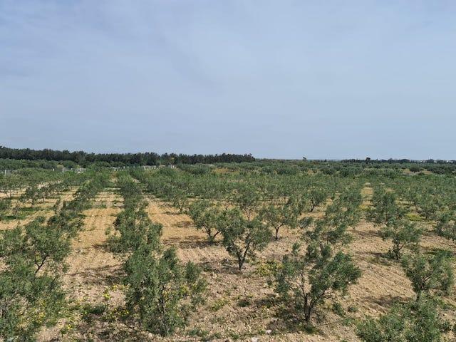 FERME SIDI KHELIFA Sousse, Sidi Khelifa T931