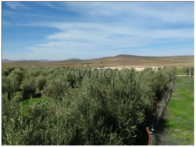 Ferme titres 5 hectare à 23 km de Marrakech