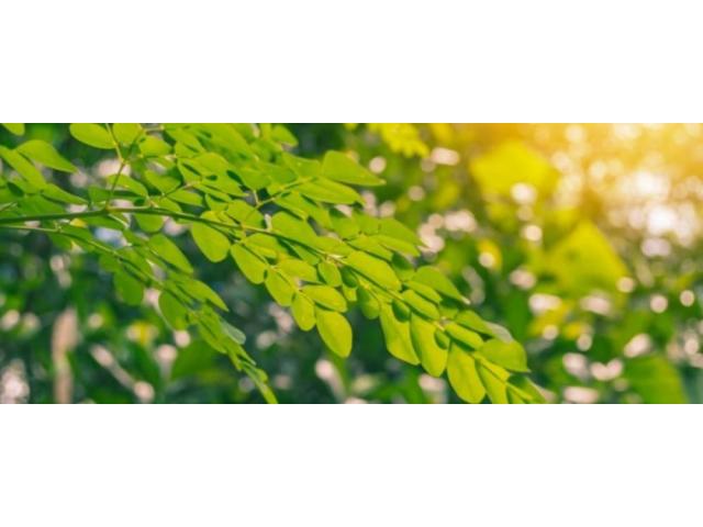 feuilles de moringa naturab7