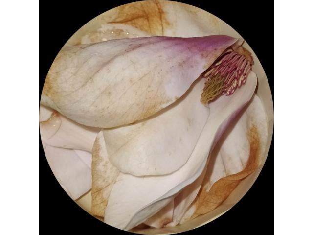 Photo Fleur de magnolia.  Contact/mail. Merci. image 1/1