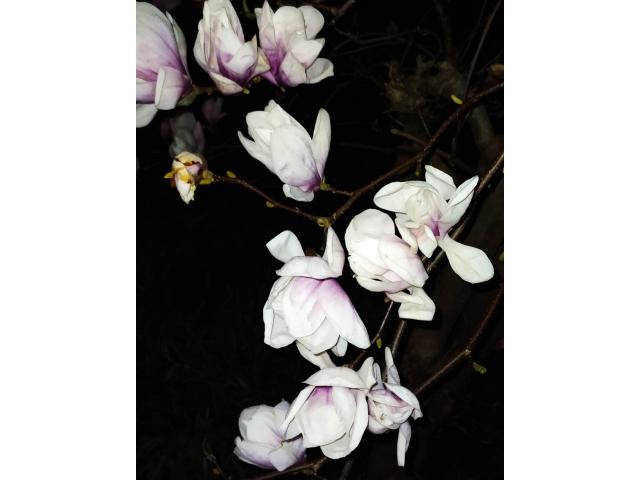 Fleurs comestible de magnolia.