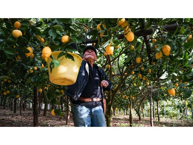Fournisseur d'huile de citron italien certifiée