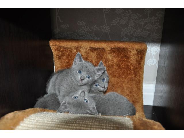 Photo Full Pedigree GCCF Registered Russian Blue kittens image 1/1