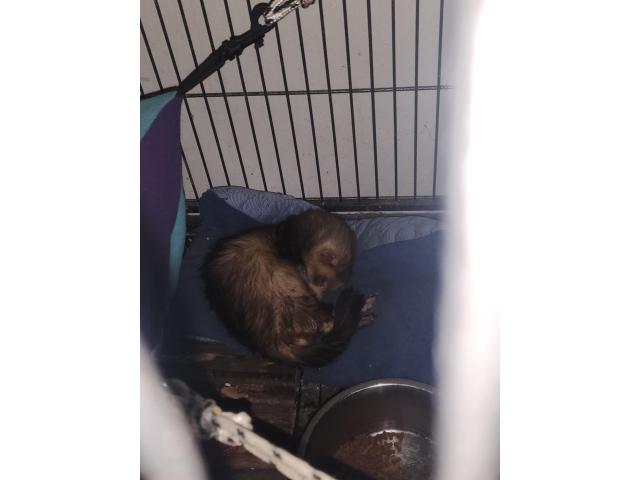 Photo Furet image 1/3