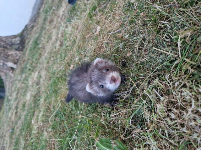 Furetons 2 males et 2 femelles