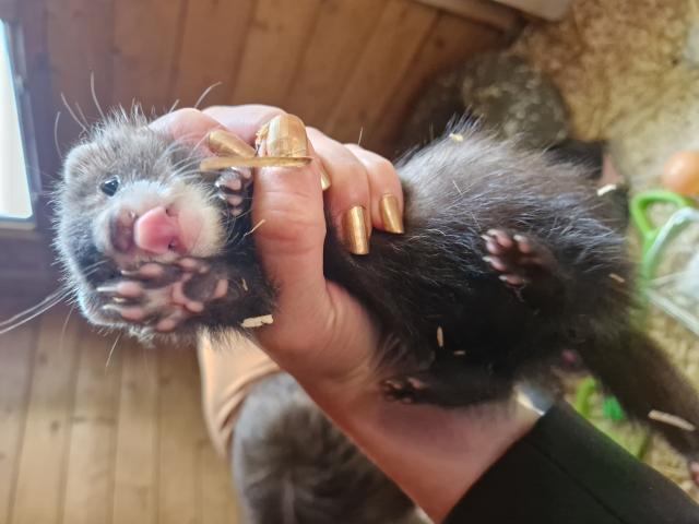Furetons 3 males et 2 femelles