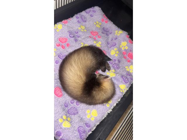 Photo Furets femelle image 1/1