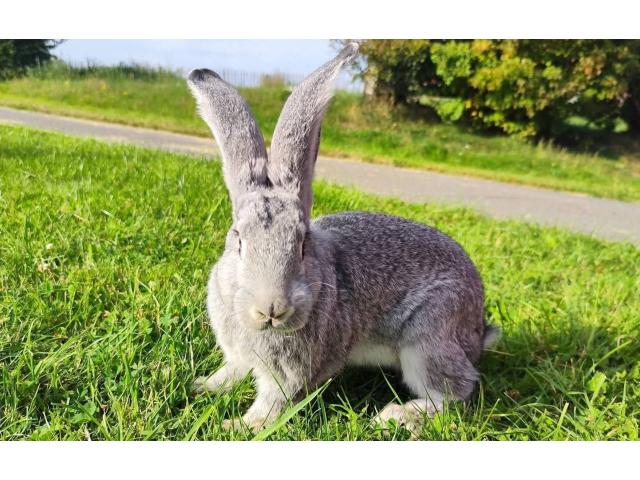 Photo Géant des Flandres image 1/1