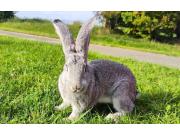 Annonce Géant des Flandres